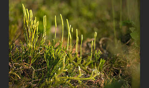 Keulen-Bärlapp (Lycopodium clavatum)