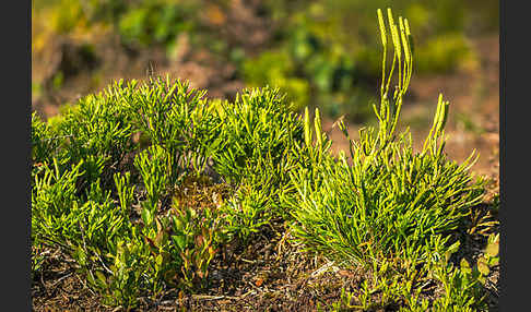 Gemeiner Flachbärlapp (Diphasiastrum complanatum)