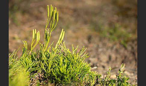 Gemeiner Flachbärlapp (Diphasiastrum complanatum)