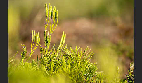 Gemeiner Flachbärlapp (Diphasiastrum complanatum)