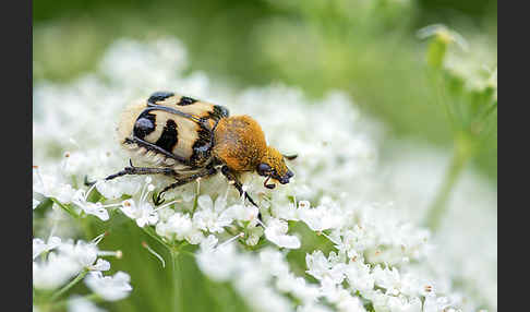 Pinselkäfer (Trichius zonatus)