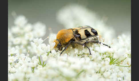 Pinselkäfer (Trichius zonatus)