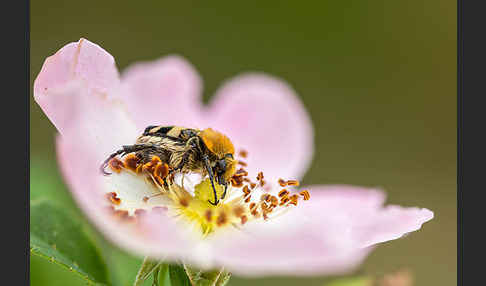 Pinselkäfer (Trichius zonatus)