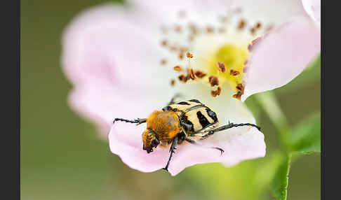 Pinselkäfer (Trichius zonatus)