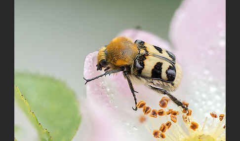 Pinselkäfer (Trichius zonatus)