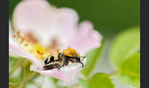 Pinselkäfer (Trichius zonatus)