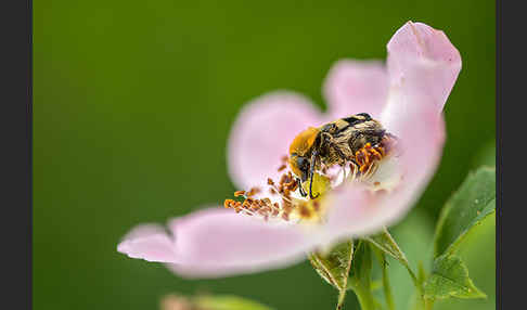 Pinselkäfer (Trichius zonatus)