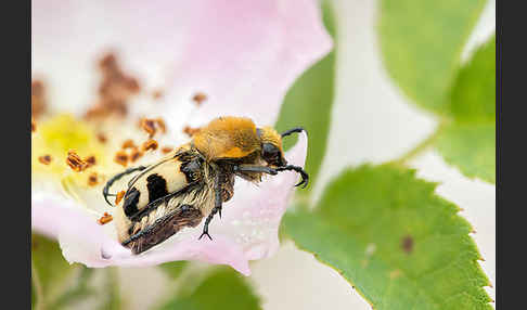 Pinselkäfer (Trichius zonatus)