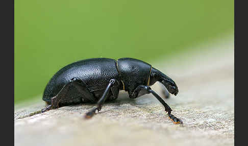 Kerbel-Dickrüssler (Liparus coronatus)