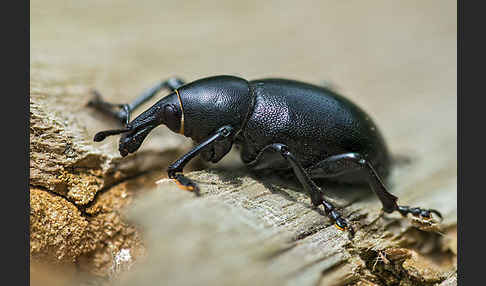 Kerbel-Dickrüssler (Liparus coronatus)