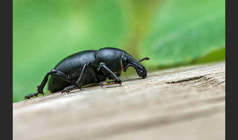 Kerbel-Dickrüssler (Liparus coronatus)