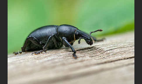 Kerbel-Dickrüssler (Liparus coronatus)