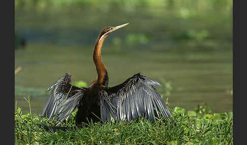 Afrika-Schlangenhalsvogel (Anhinga rufa)