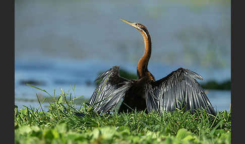 Afrika-Schlangenhalsvogel (Anhinga rufa)