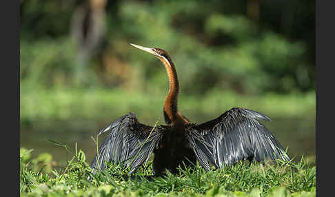 Afrika-Schlangenhalsvogel (Anhinga rufa)