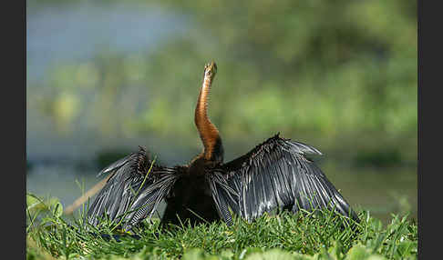 Afrika-Schlangenhalsvogel (Anhinga rufa)