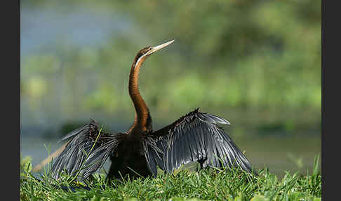 Afrika-Schlangenhalsvogel (Anhinga rufa)