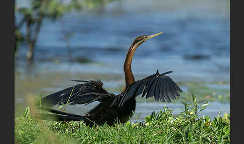 Afrika-Schlangenhalsvogel (Anhinga rufa)