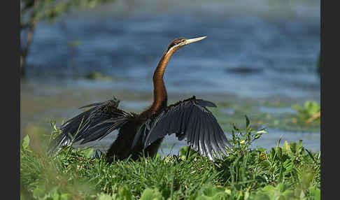 Afrika-Schlangenhalsvogel (Anhinga rufa)