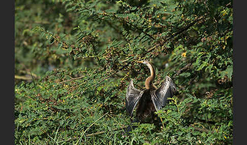 Afrika-Schlangenhalsvogel (Anhinga rufa)