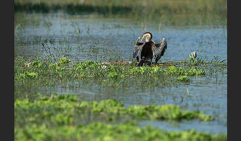 Afrika-Schlangenhalsvogel (Anhinga rufa)