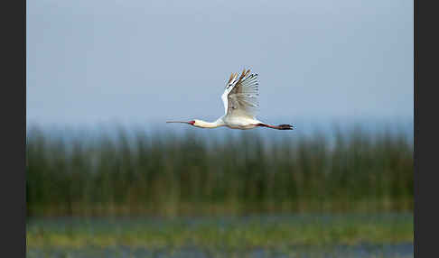 Afrikanischer Löffler (Platalea alba)