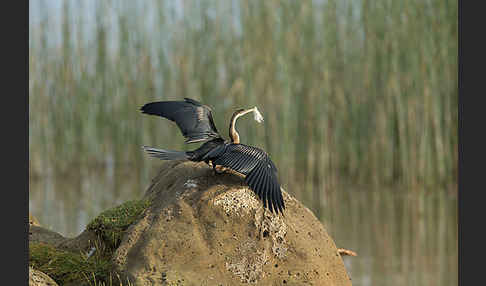 Afrika-Schlangenhalsvogel (Anhinga rufa)