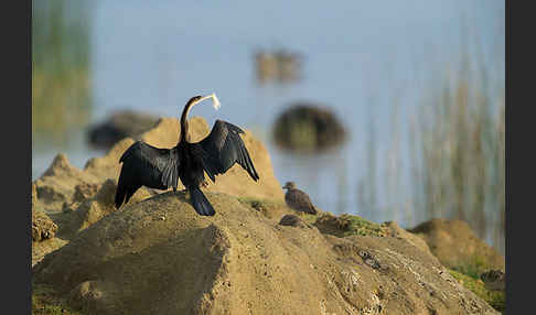 Afrika-Schlangenhalsvogel (Anhinga rufa)