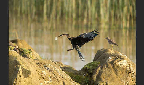 Afrika-Schlangenhalsvogel (Anhinga rufa)