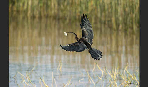 Afrika-Schlangenhalsvogel (Anhinga rufa)