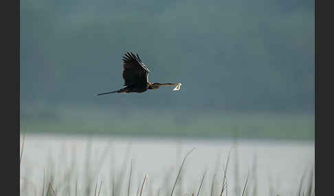 Afrika-Schlangenhalsvogel (Anhinga rufa)