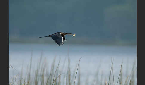 Afrika-Schlangenhalsvogel (Anhinga rufa)