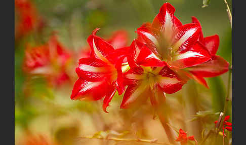 Amaryllis-Lilie (Amaryllis pardisicola)