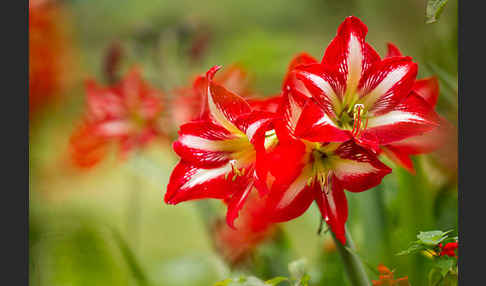 Amaryllis-Lilie (Amaryllis pardisicola)