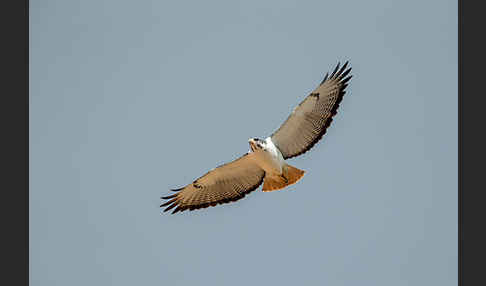 Augurbussard (Buteo augur)