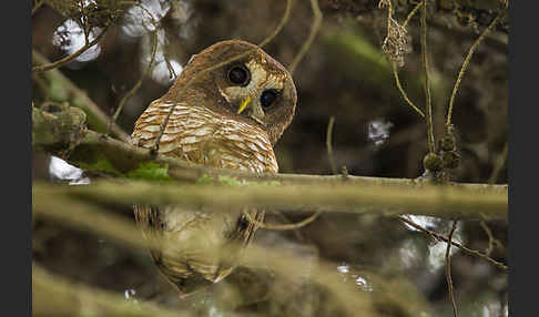 Afrikanischer Waldkauz (Strix woodfordii)