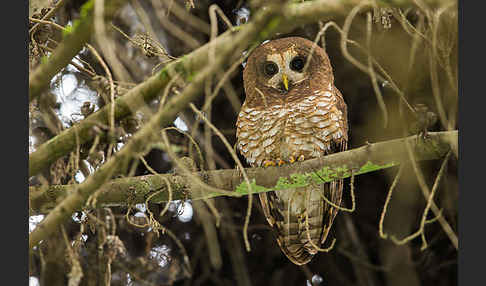 Afrikanischer Waldkauz (Strix woodfordii)