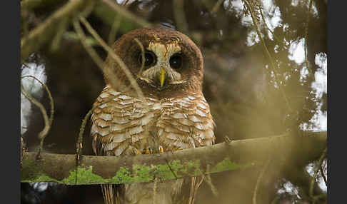 Afrikanischer Waldkauz (Strix woodfordii)