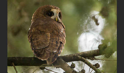 Afrikanischer Waldkauz (Strix woodfordii)