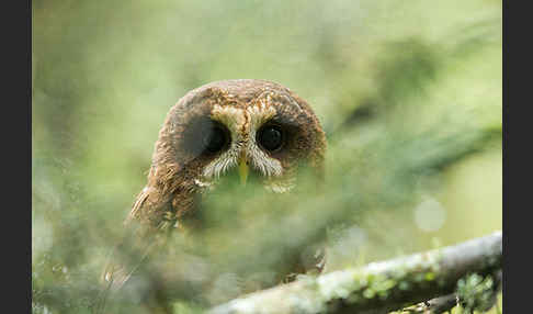 Afrikanischer Waldkauz (Strix woodfordii)