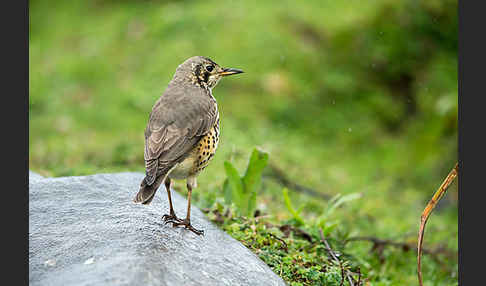 Äthiopiendrossel (Psophocichla simensis)