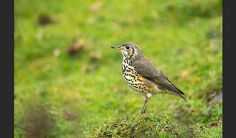 Äthiopiendrossel (Psophocichla simensis)