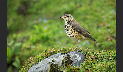 Äthiopiendrossel (Psophocichla simensis)