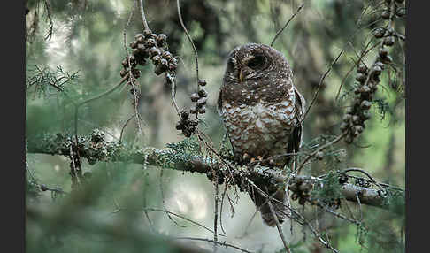 Afrikanischer Waldkauz (Strix woodfordii)