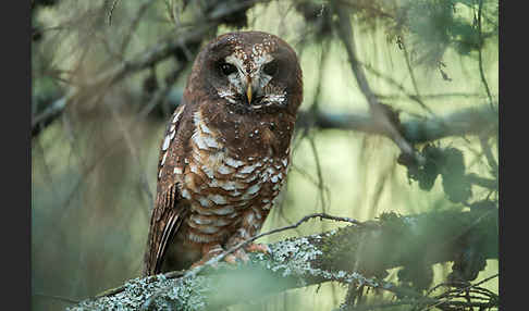 Afrikanischer Waldkauz (Strix woodfordii)