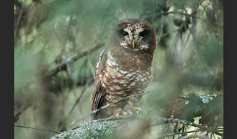 Afrikanischer Waldkauz (Strix woodfordii)