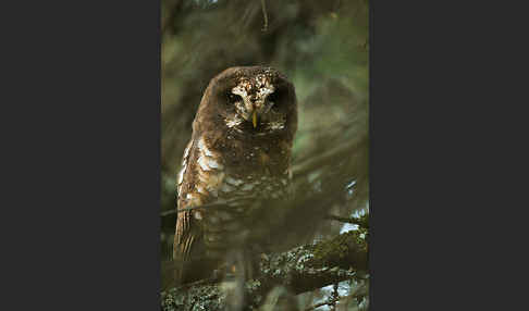 Afrikanischer Waldkauz (Strix woodfordii)