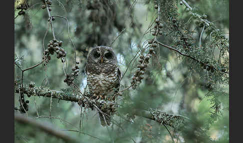 Afrikanischer Waldkauz (Strix woodfordii)