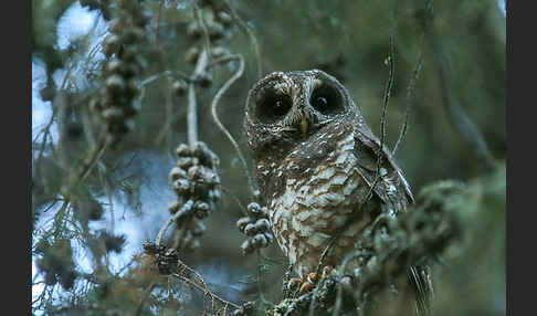 Afrikanischer Waldkauz (Strix woodfordii)