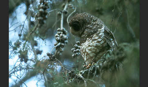 Afrikanischer Waldkauz (Strix woodfordii)